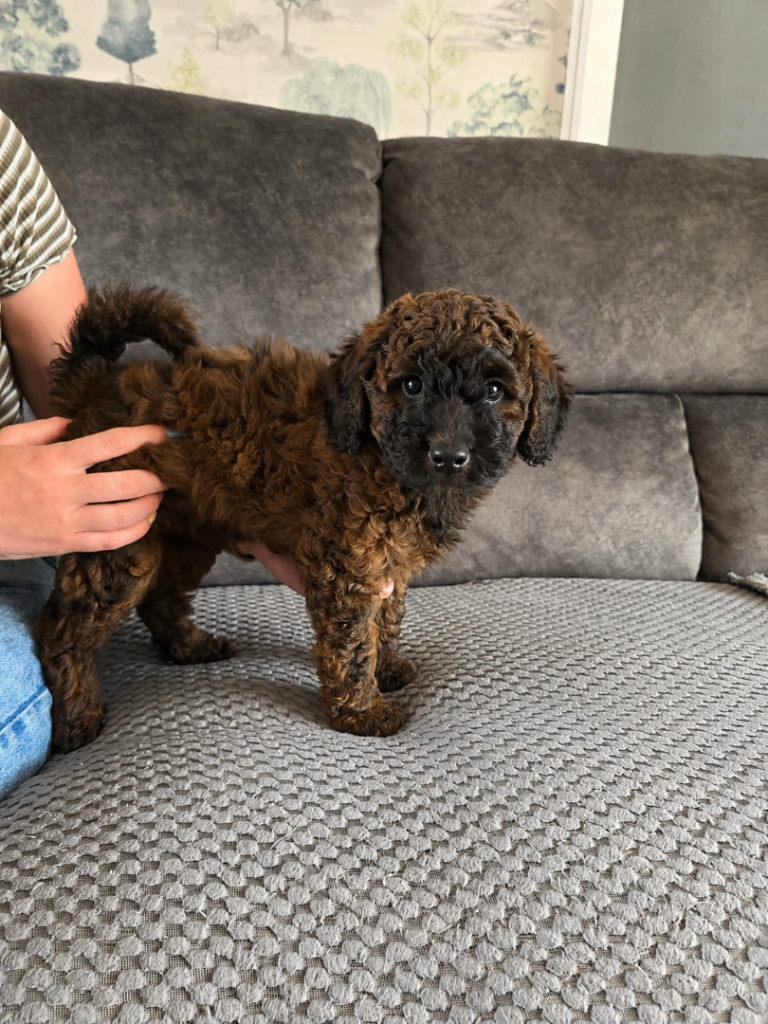 Stunning F1b Cockapoo Puppy (1 Left)