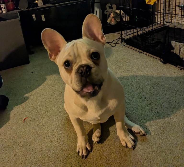 French bulldog