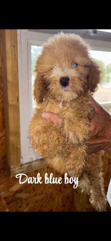 Cockapoo pups