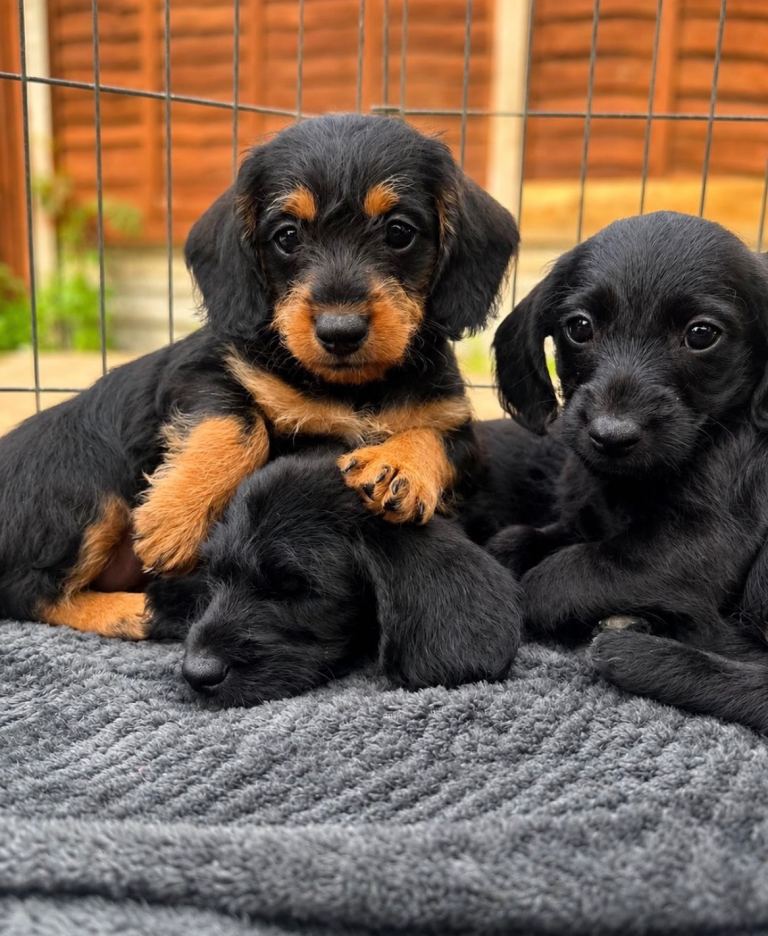 F1 Doxiepoo’s for sale 