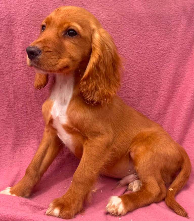 Cockapoo puppies 