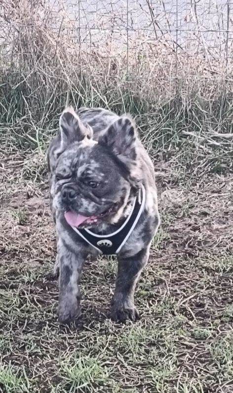 Fluffy merle frenchie boy 
