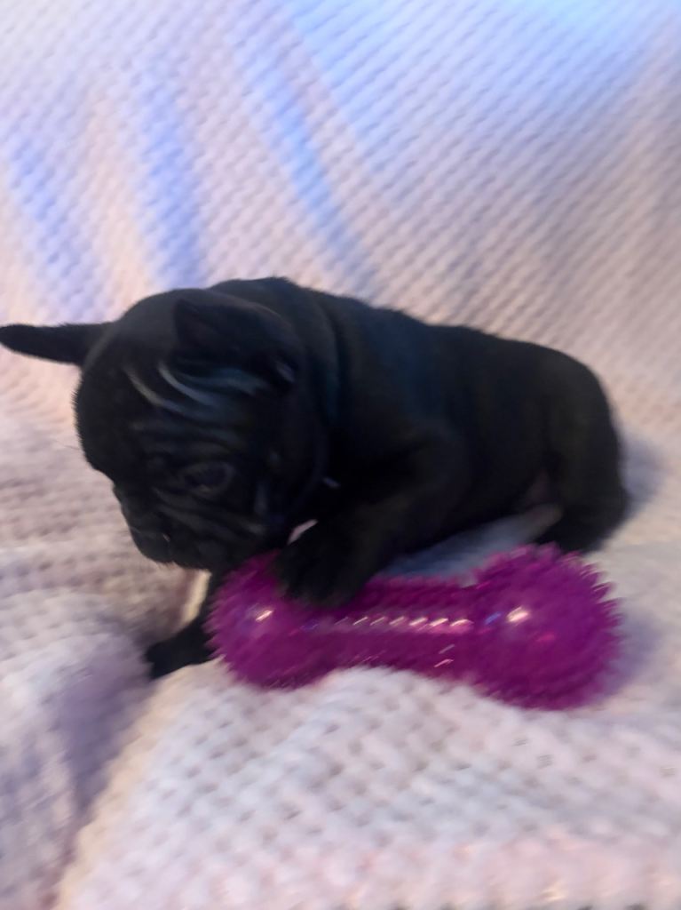 French bulldog bitch last one