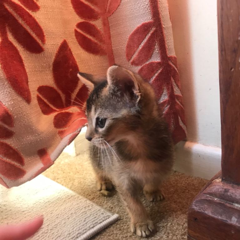 Aby cross ragdoll kitten