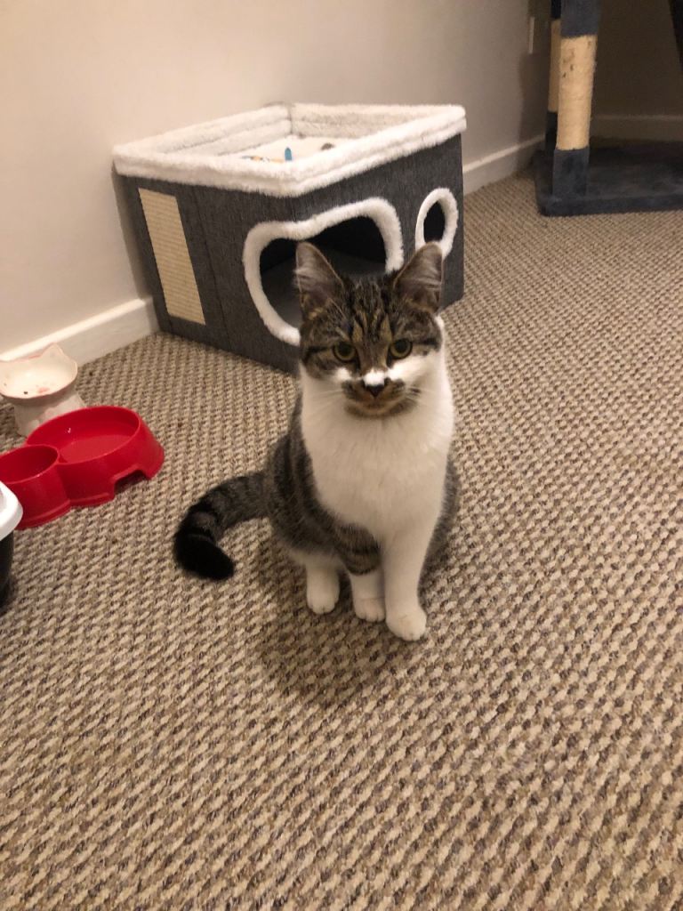 9month old female cat