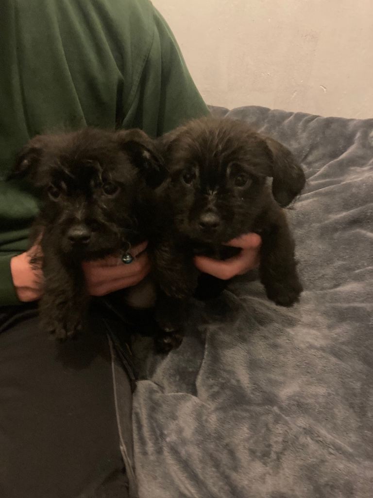 Puppies for sale 
