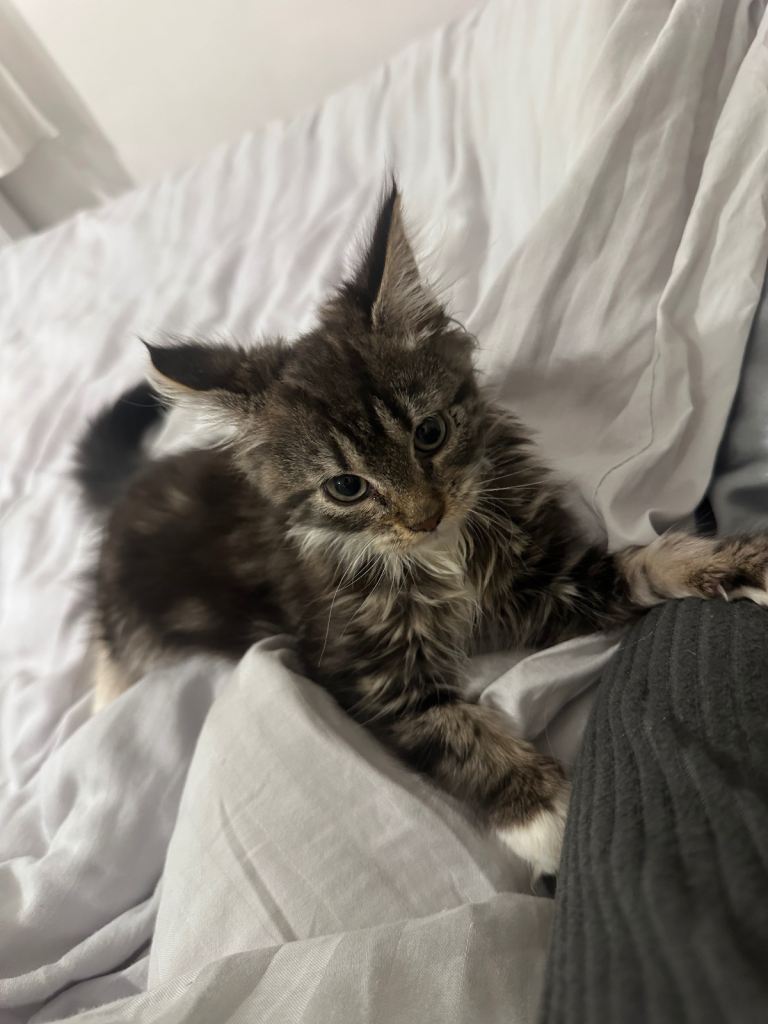 Maine coon kitten