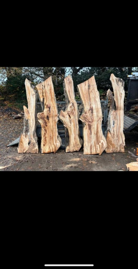 image for Some large/small yew boards for sale varying prices, aswell as beautifull chunks of monkey puzzle!