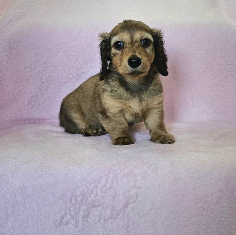 Long haired mini dachshunds 💖 1 girl available 💖