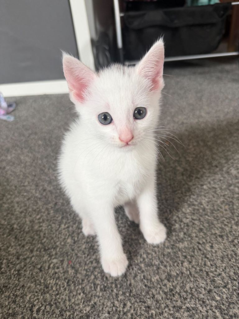 4 white kittens