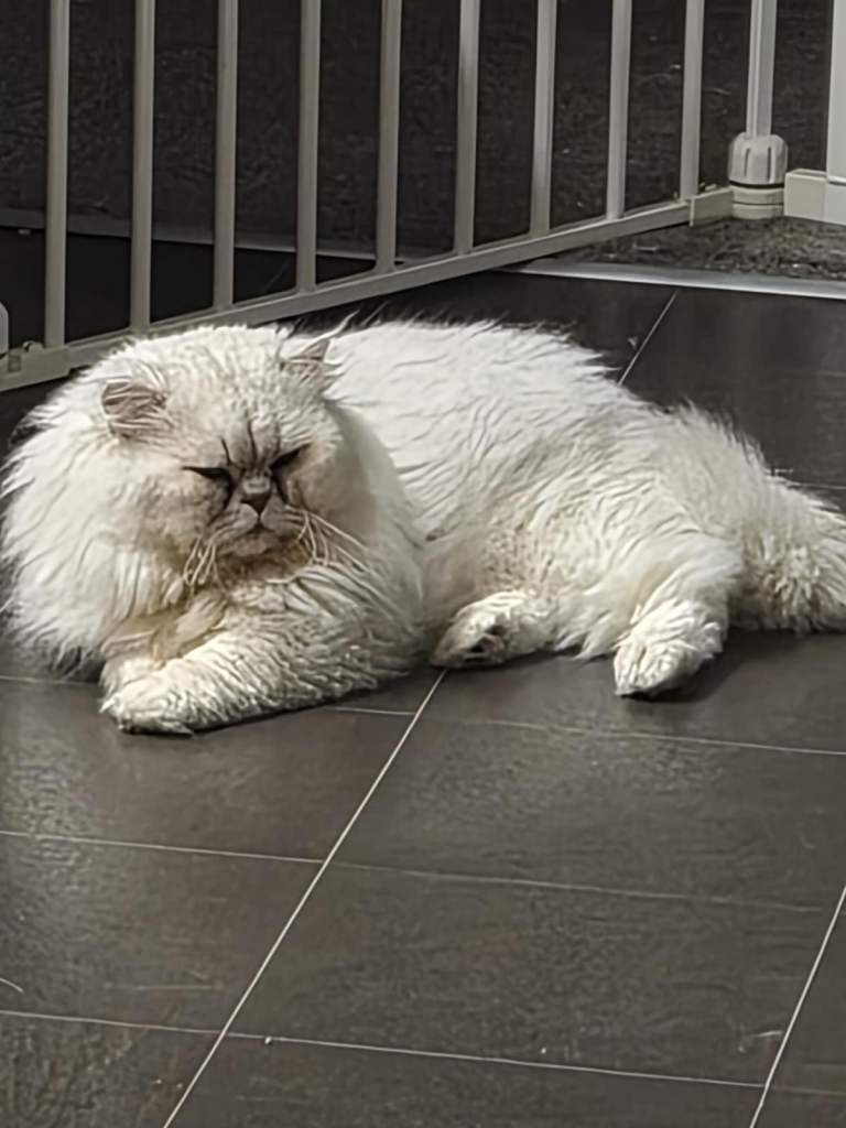 Beautiful Chinchilla Persian aged 3 and a half.