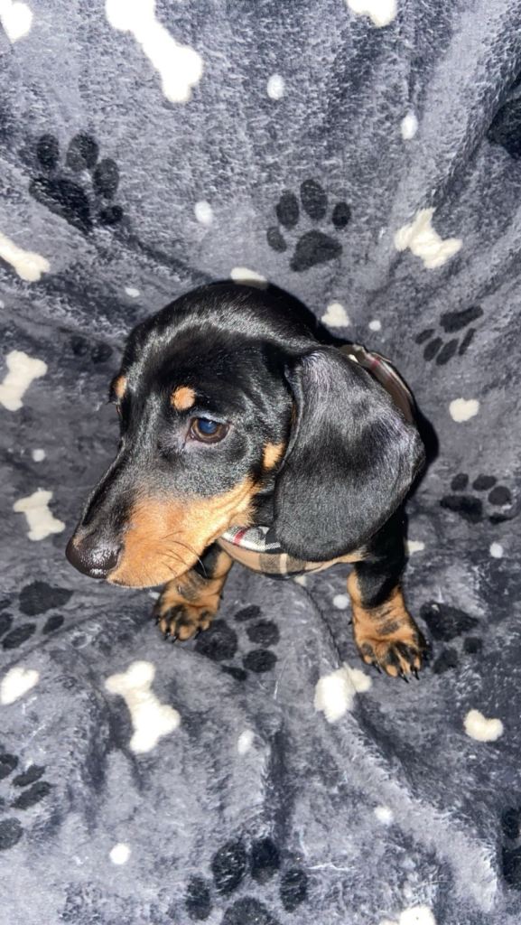 Miniature dachshund puppies