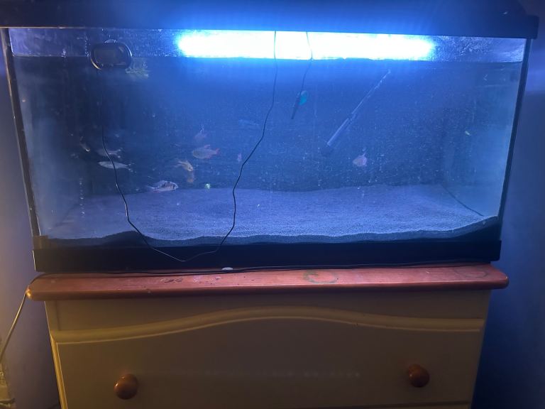 5 red tail skirted tetras,1 gourmi and 4 scissortail rasboras 