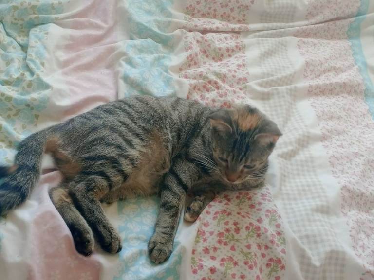 female cat adult in Hornsea