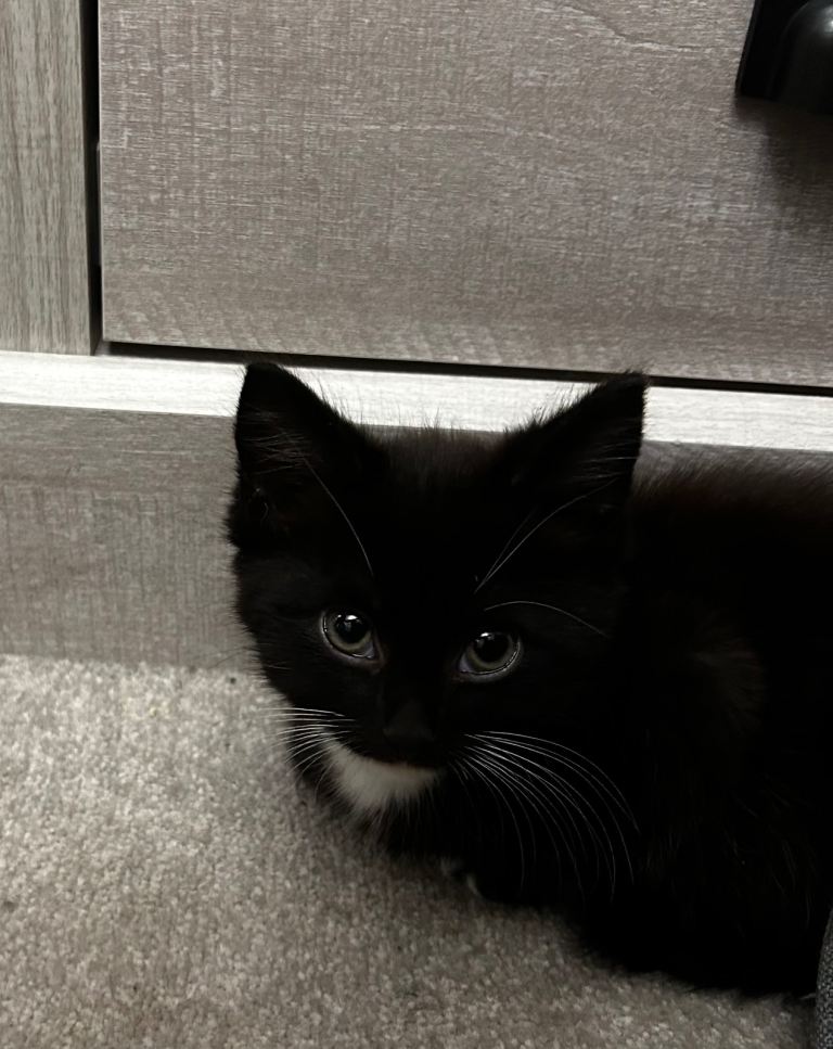 Kittens looking for their forever home ✨