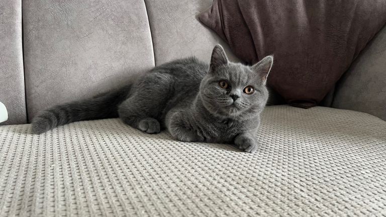 Charlie