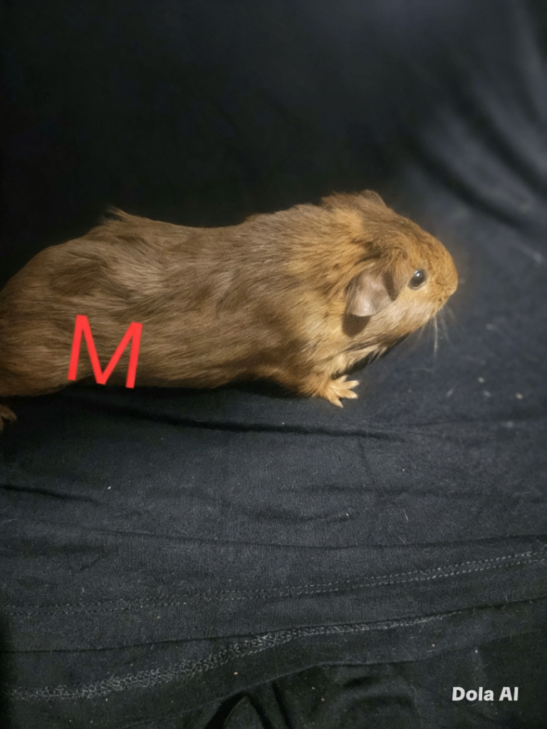 Beautiful Guinea pigs 