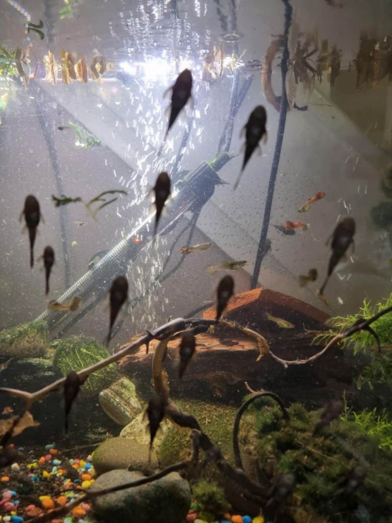Baby bristlenose plecs
