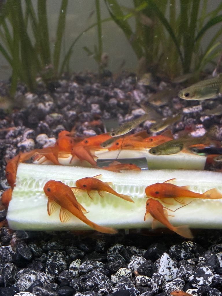 Super Red Bristlenose Plecos 