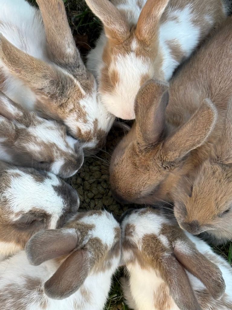 9 week baby’s ready next week 
