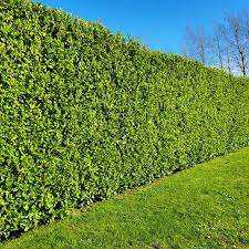 Griselinia Hedging Plants (Griselinia Littoralis) 