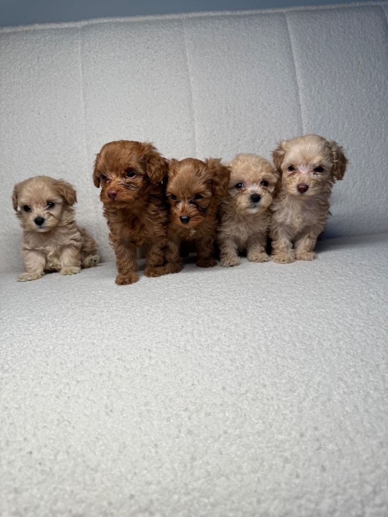 🐾 Adorable F1BB Teddy bear toy cockapoos 🐾