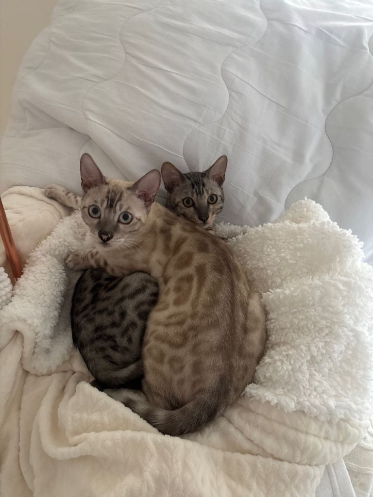 Bengal kittens for sale 
