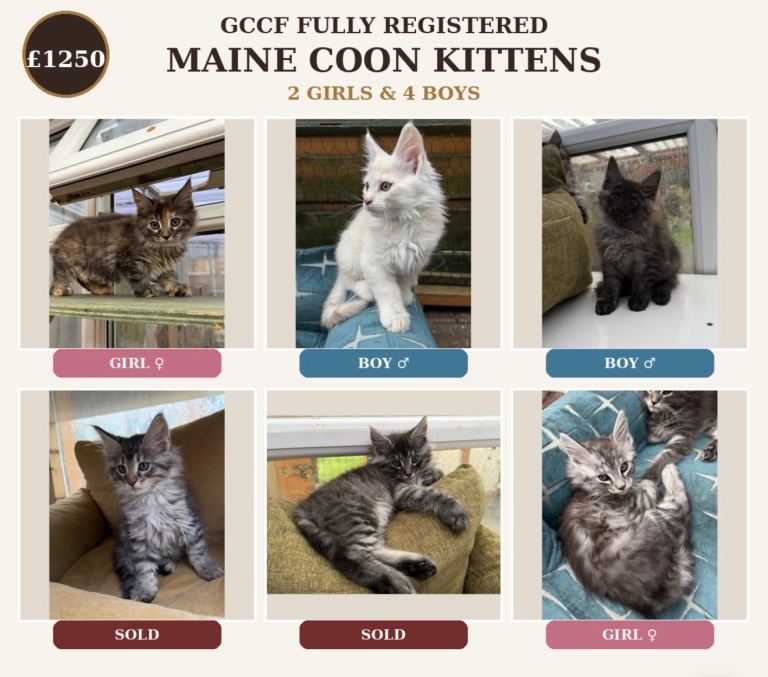 GCCF Fully Registered Maine Coon Kittens – Ready October 🐾