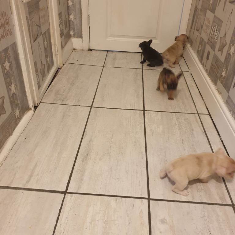3 x  kc French bulldogs for sale  6weeks old