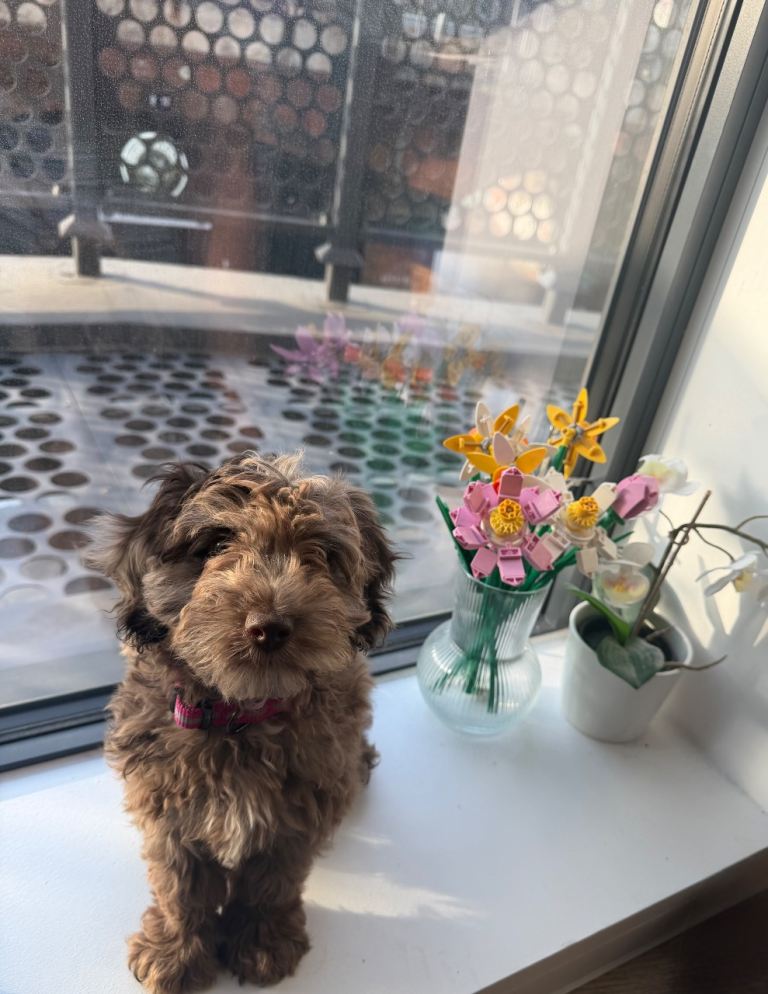 Merle Cavapoo For Sale 