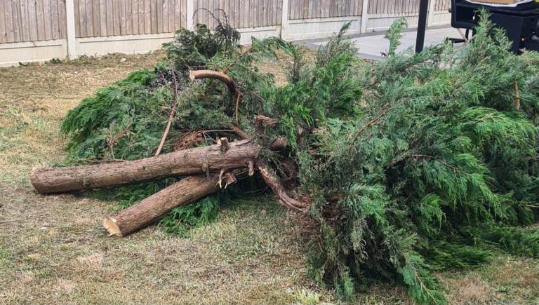FREE Conifer Logs to cut down and take