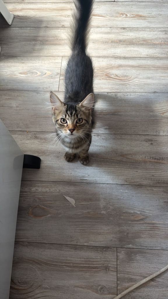 Beautiful Fluffy Brown Tabby Female Kitten 🤎🐾