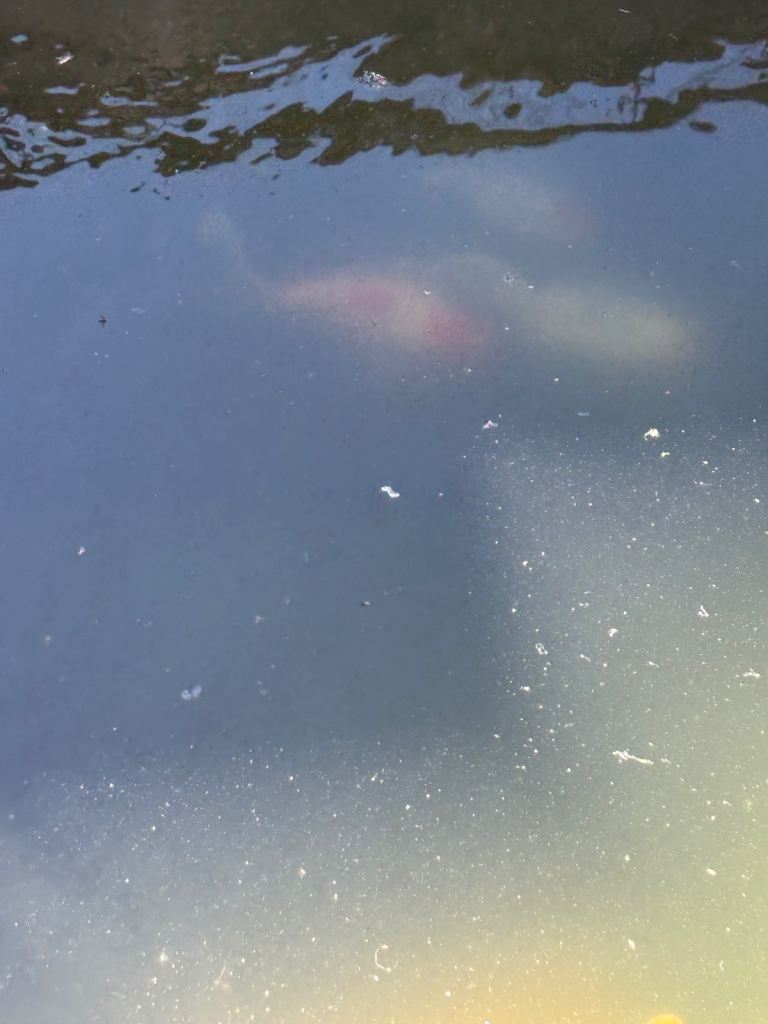 Koi Carp x 6