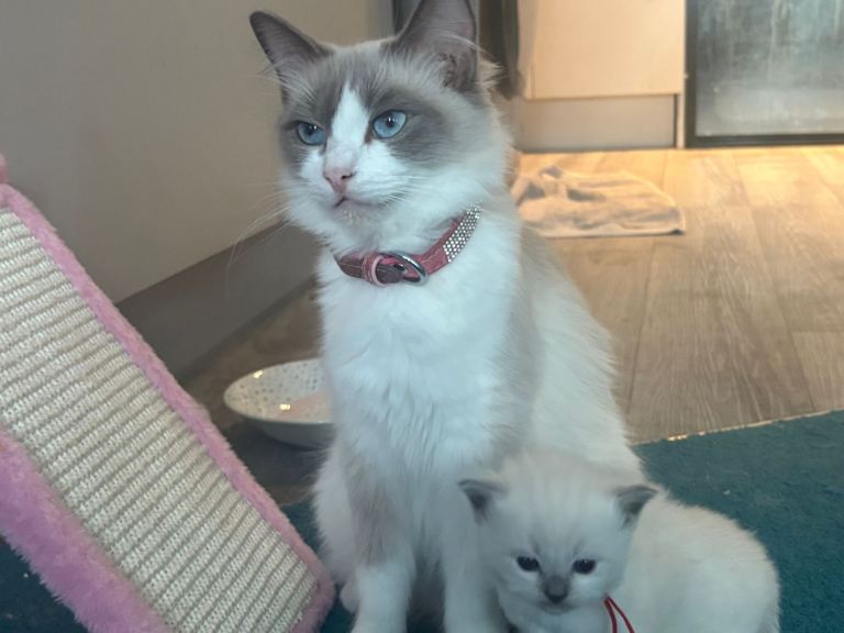Last boy ragdoll kitten ready to leave
