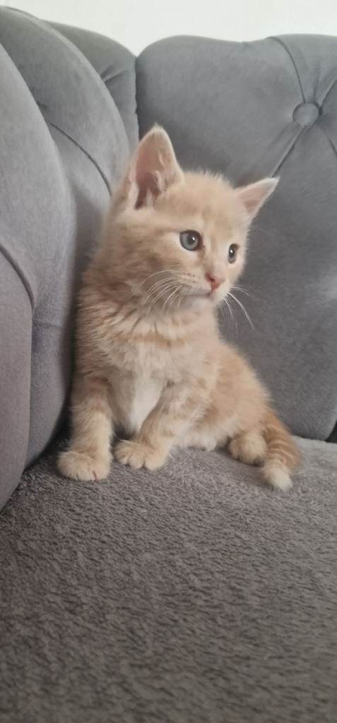 Kittens for sale 