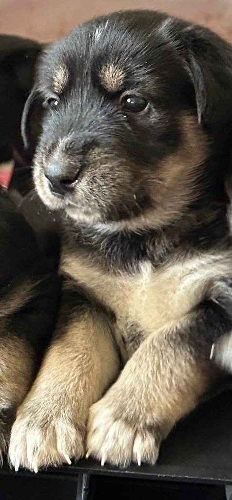 🐾 Beautiful family raised Husky x Springador Puppies – Ready in 5–6 Weeks 🐾