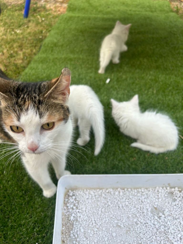 Beautiful Kitten Ready for New Homes