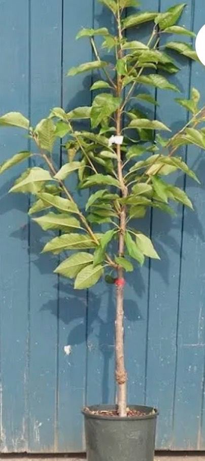 Rare Dwarf ‘Stardust’ Cherry Tree – Self-Fertile & Perfect