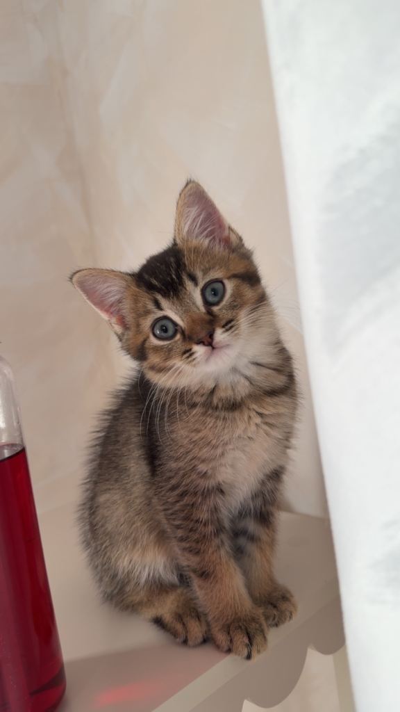 Beautiful Scottish straight Mixed boy kitten 