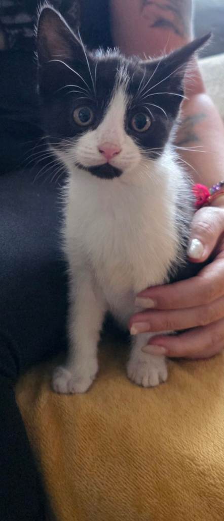 Kitty is looking for a home.