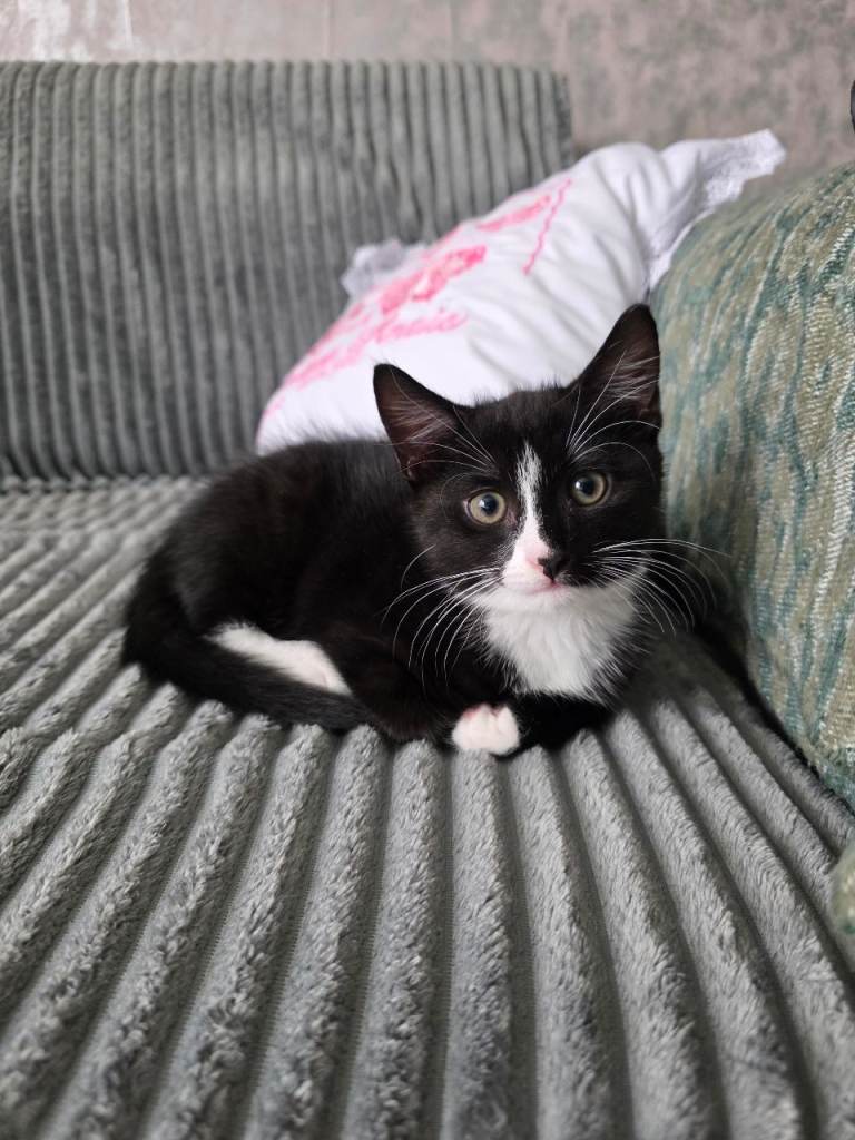 🐾Adorable Kittens Looking for Loving Homes🐾🏡
