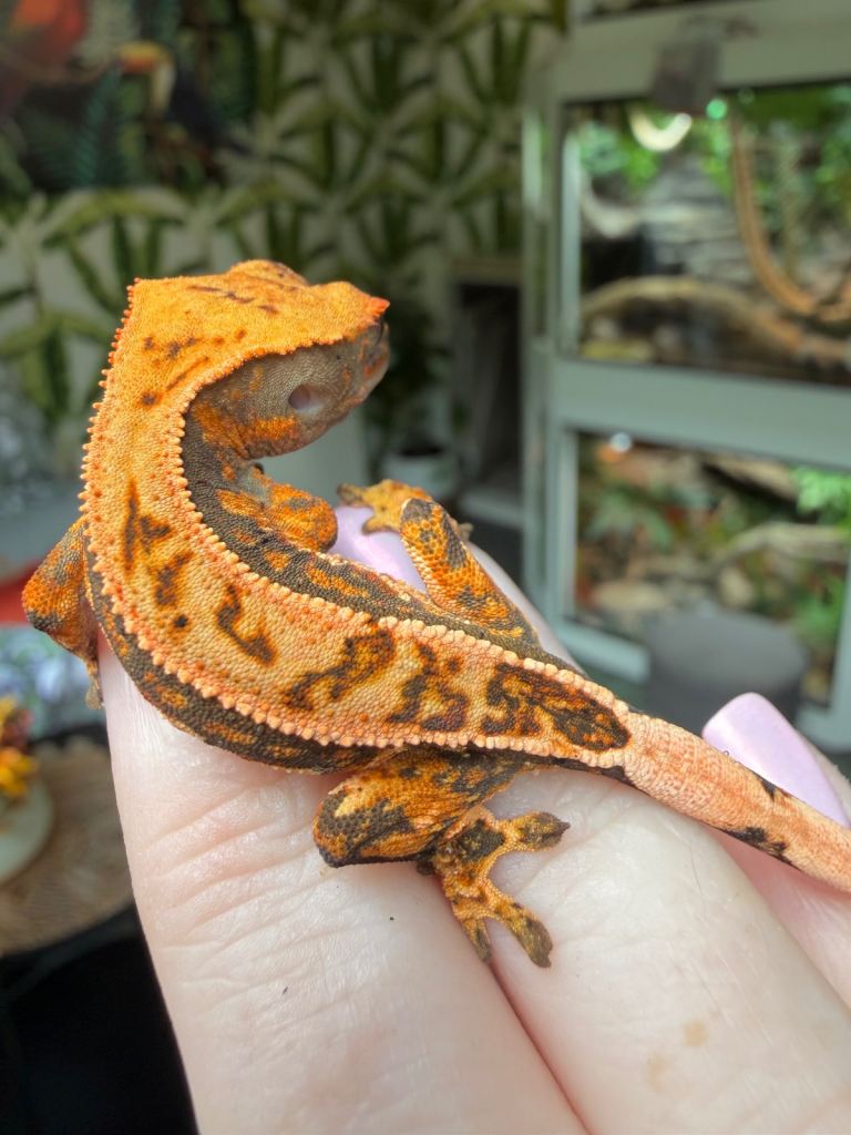 Stunning unique crested gecko for sale 