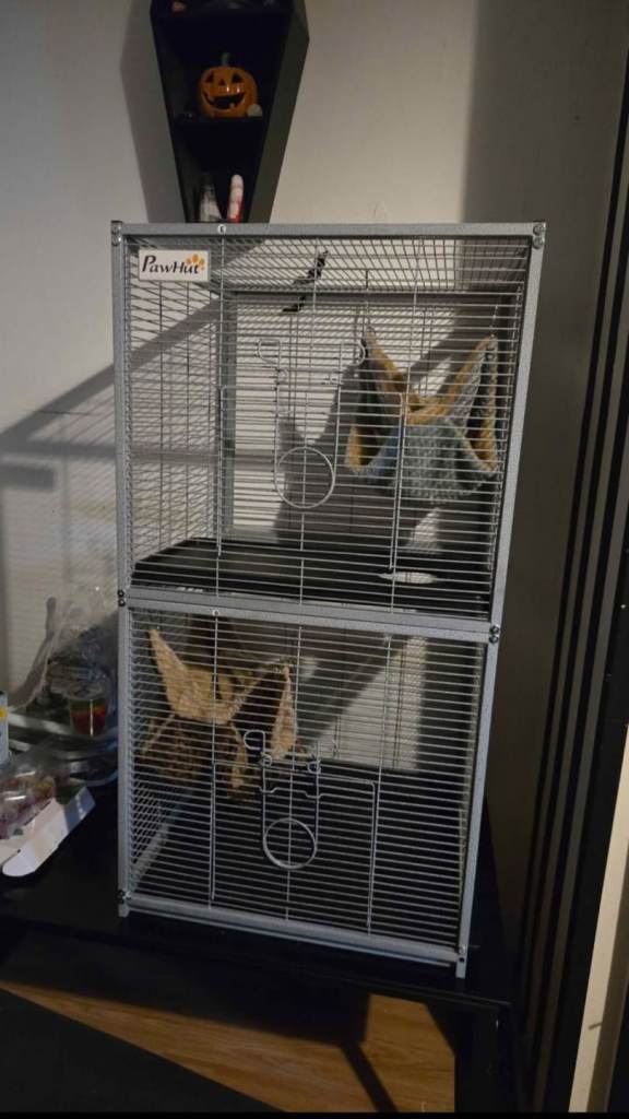 Rat Cage