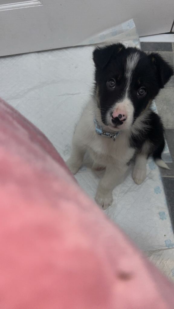 Collie pup 14 weeks