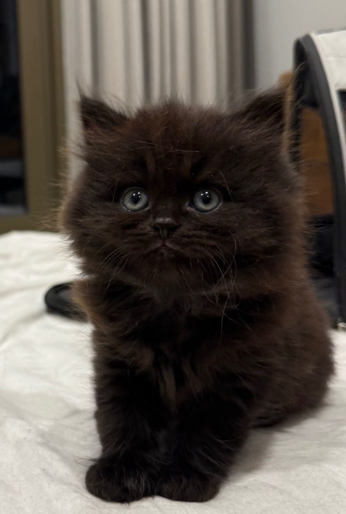 BRITISH SHORTHAIR MIXED KITTENS 