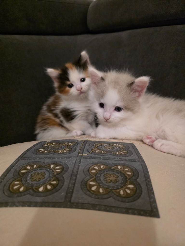 Kittens for sale 