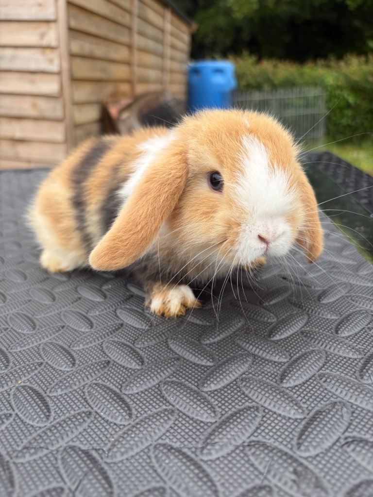 Mini Lop 