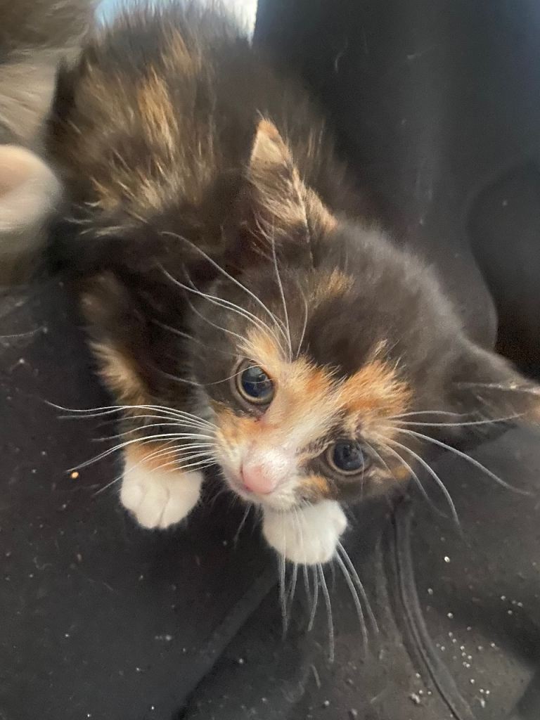 Kittens