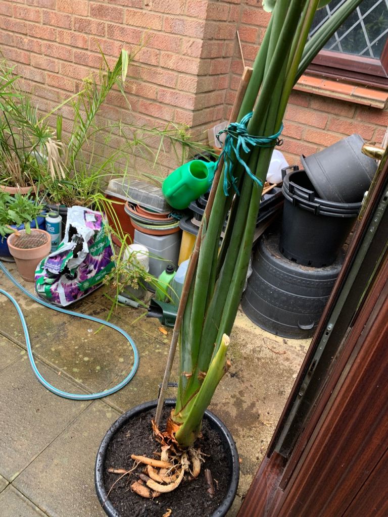 Large Bird of Paradise plant