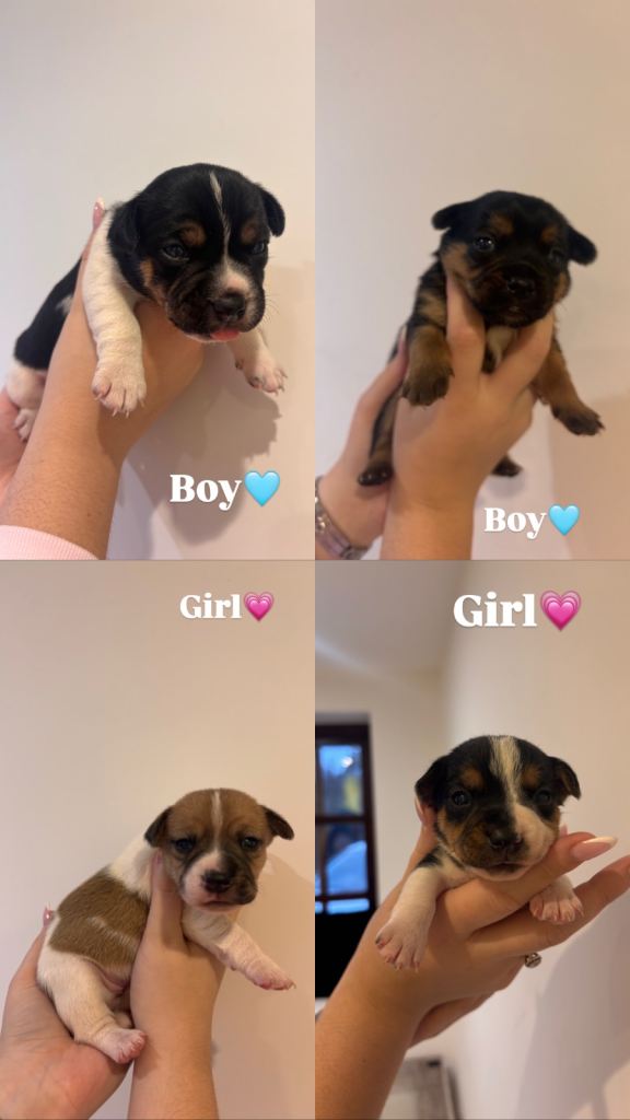 4x Jack Russel puppies 